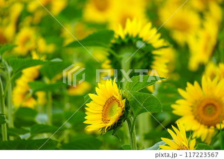 ひまわりの花(北竜ひまわりの里) ひまわりの花(北竜ひまわりの里) 117223567