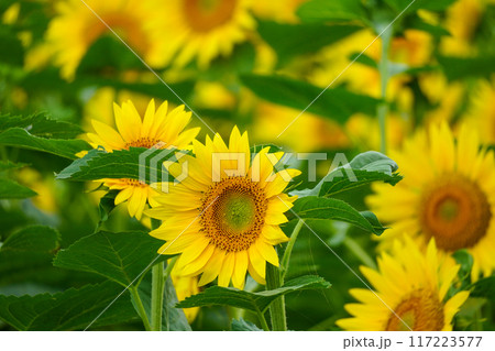ひまわりの花（北竜ひまわりの里） 117223577
