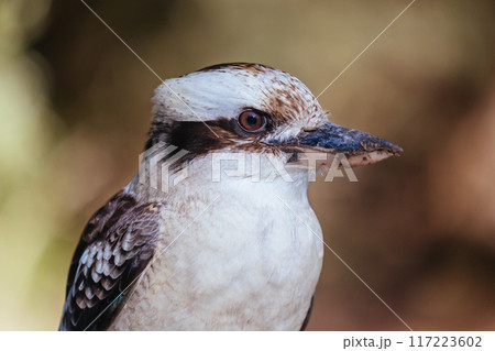 Kookaburra in Blackwood in Australia Kookaburra in Blackwood in Australia 117223602