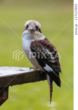 Kookaburra in Blackwood in Australia 117223605