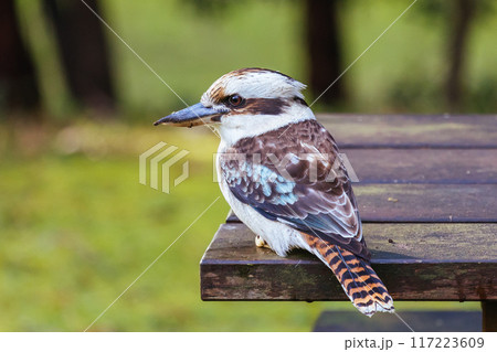 Kookaburra in Blackwood in Australia 117223609