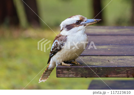 Kookaburra in Blackwood in Australia 117223610