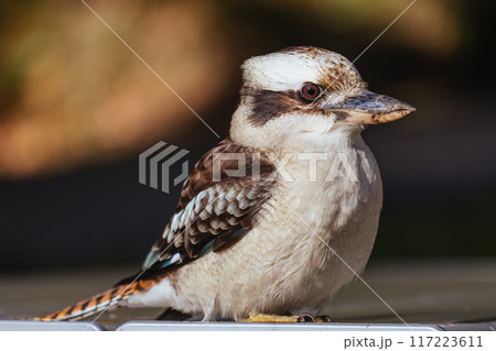 Kookaburra in Blackwood in Australia 117223611