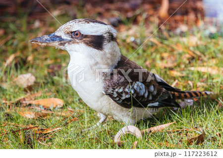 Kookaburra in Blackwood in Australia 117223612