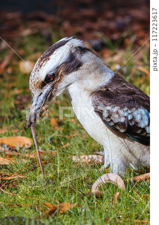Kookaburra in Blackwood in Australia 117223617