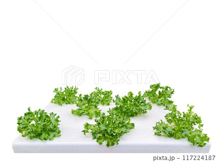 Organic lettuce plants grown on Styrofoam Isolated on a white background Organic lettuce plants grown on Styrofoam Isolated on a white background 117224187