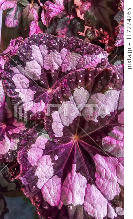 Decorative house plants. Decoration of room interior. Large colored leaves. 117224265