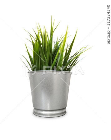 green plants in pots decorative plant pots Close-up view isolated on white green plants in pots decorative plant pots Close-up view isolated on white 117224340