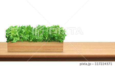 Natural lettuce in a wooden container. On a wooden table. Natural lettuce in a wooden container. On a wooden table. 117224371