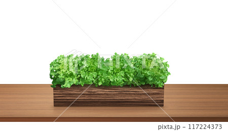 Natural lettuce in a wooden container. On a wooden table. 117224373