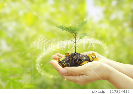 Hand holding sprout tree on blurred green background and sunlight. Resource concept with business and environment Hand holding sprout tree on blurred green background and sunlight. Resource concept with business and environment 117224433