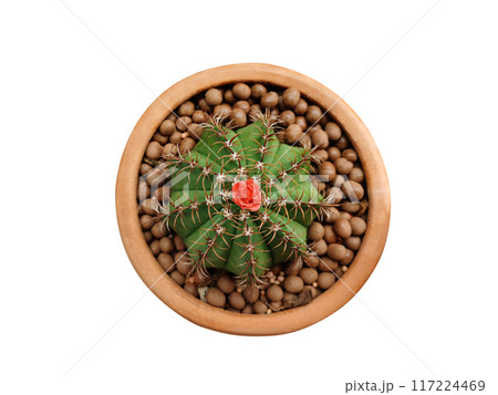 Cactus isolated on white background. Aloe and other succulent plants. In a brown pot, top view Cactus isolated on white background. Aloe and other succulent plants. In a brown pot, top view 117224469