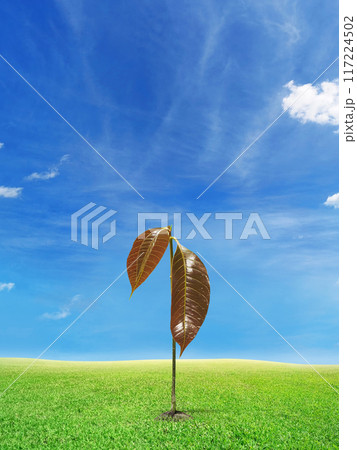 Mango seedlings and fresh leaves on the ground Area for entering text Mango seedlings and fresh leaves on the ground Area for entering text 117224502