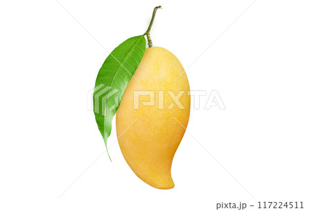 Ripe Mango with green leaf isolated on white background. Clipping path. 117224511
