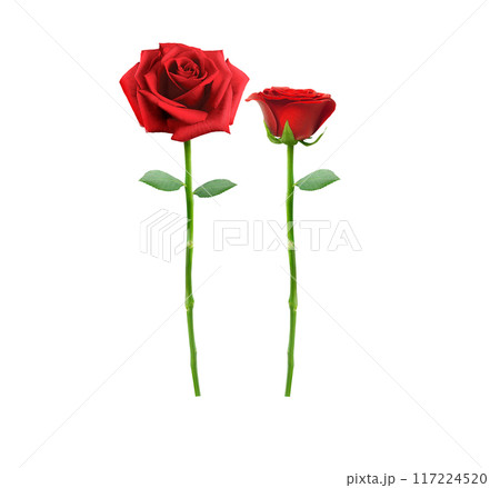 red rose flower isolated on white background 117224520