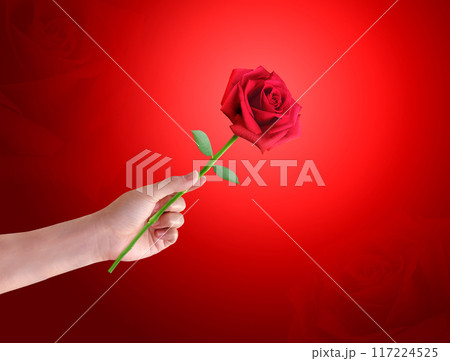hands holding roses forward Red background with thin red roses in the background. 117224525