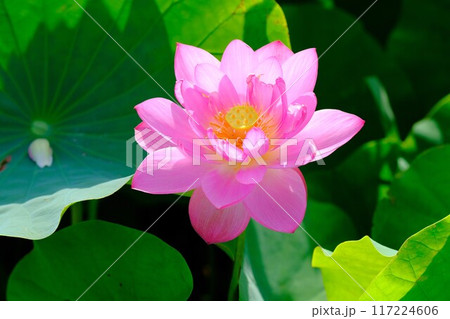 奈良藤原京跡の蓮の花 奈良藤原京跡の蓮の花 117224606