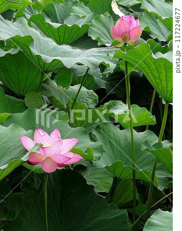 葉の間から顔を出した蓮の花 葉の間から顔を出した蓮の花 117224677