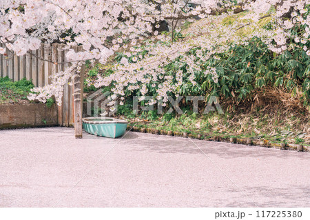 青森県弘前城の花筏 117225380