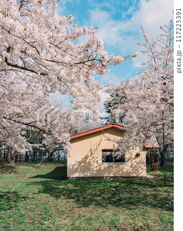 満開の桜の下にある小屋 満開の桜の下にある小屋 117225391