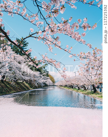 青森県弘前城の花筏 青森県弘前城の花筏 117225392