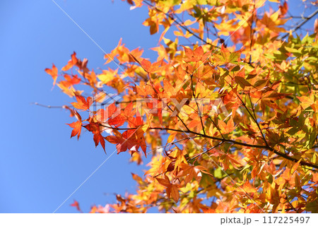 紅葉 紅葉 117225497