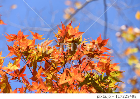 紅葉 紅葉 117225498