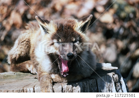 十字狐 十字狐 117225501