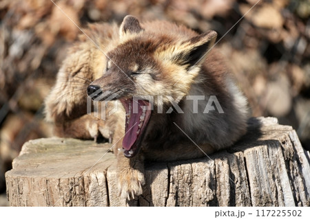 十字狐 十字狐 117225502