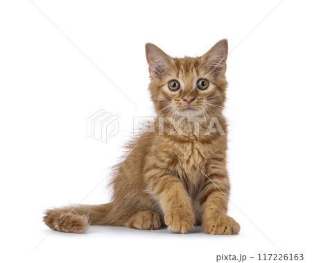 House cat kitten on white background House cat kitten on white background 117226163