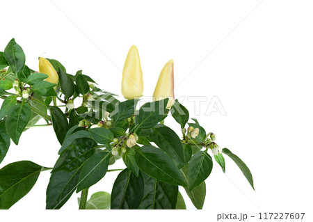 Pods and flower buds of indoor pepper on a white background. Pods and flower buds of indoor pepper on a white background. 117227607