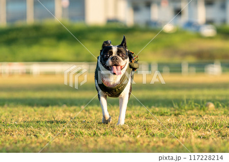 ボストンテリア 117228214