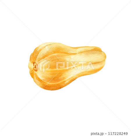 watercolor ripe little beige pumpkin, autumn harvest illustration, hand drawn sketch of sweet vegetable on white background, for Halloween, thanksgiving day and fall festival decoration watercolor ripe little beige pumpkin, autumn harvest illustration, hand drawn sketch of sweet vegetable on white background, for Halloween, thanksgiving day and fall festival decoration 117228249