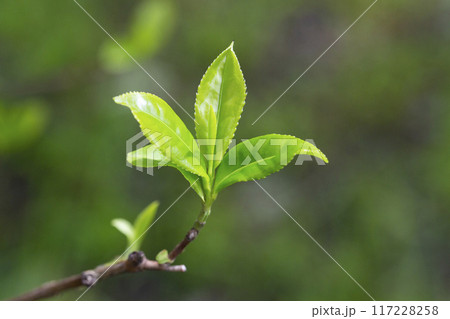 Tea plantations. Fresh tea leaves close up at tea plantation at sunrise 117228258