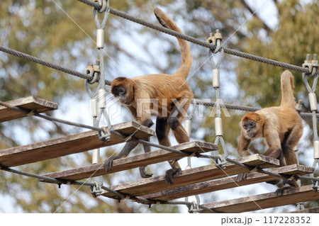 クモザル、ジェフロイクモザル)木の吊り橋を渡る クモザル、ジェフロイクモザル)木の吊り橋を渡る 117228352
