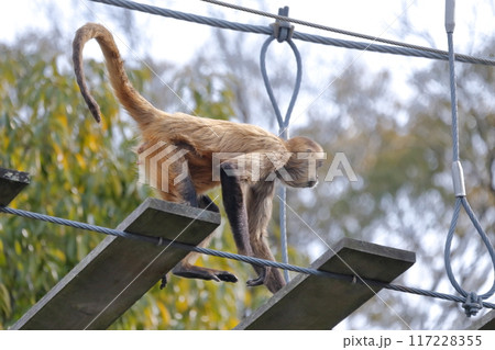 クモザル、ジェフロイクモザル）木の吊り橋を渡る 117228355