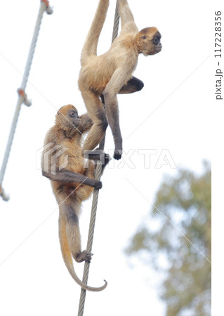 クモザル、ジェフロイクモザル 117228356