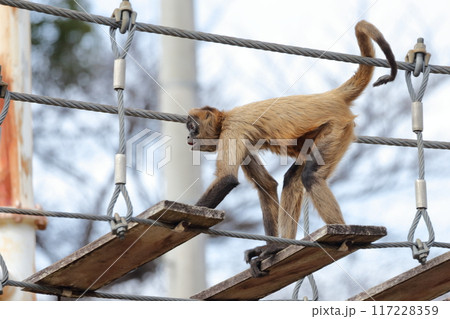 クモザル、ジェフロイクモザル)木の吊り橋を渡る クモザル、ジェフロイクモザル)木の吊り橋を渡る 117228359