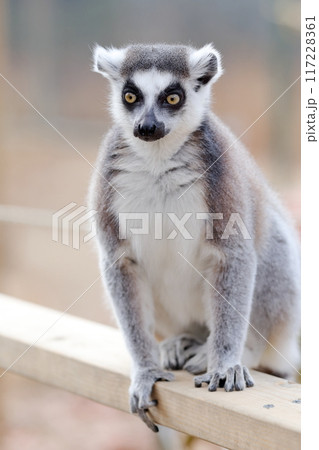 ワオキツネザル）警戒中 117228361