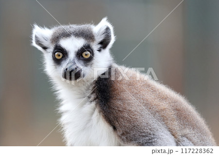 ワオキツネザル)警戒中 ワオキツネザル)警戒中 117228362