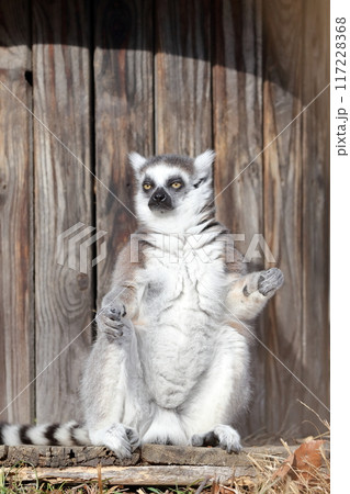 ワオキツネザル）日向ぼっこ、太陽に向かって両手を広げる 117228368