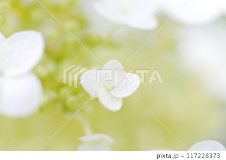 アジサイの花のアップ 117228373