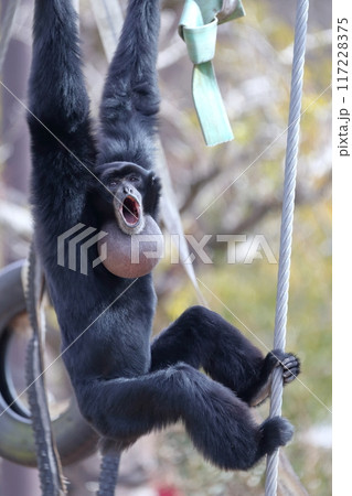 フクロテナガザル)豪快な鳴き声 フクロテナガザル)豪快な鳴き声 117228375