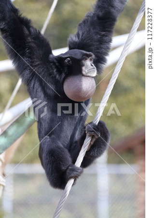 フクロテナガザル)豪快な鳴き声 フクロテナガザル)豪快な鳴き声 117228377