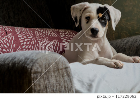 young puppy posing for the camera young puppy posing for the camera 117229062