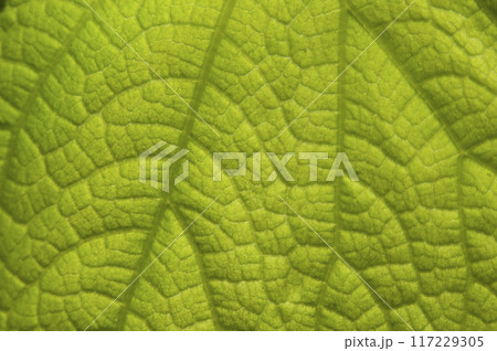 Pattern of light green plant leaves, green background Pattern of light green plant leaves, green background 117229305