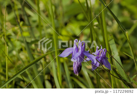 purple flower reflecting sunlight purple flower reflecting sunlight 117229892