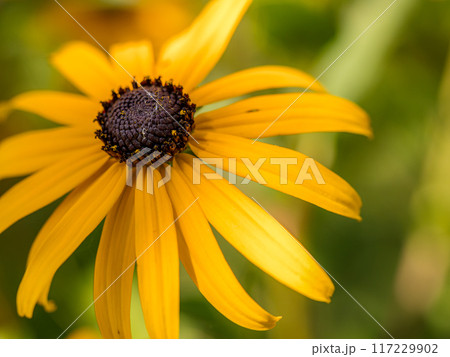Black-eyed Susan flower in blossom 117229902