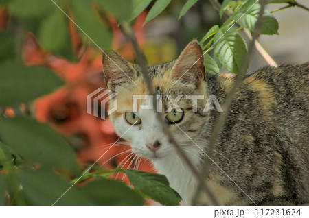 domestic cat looking between branches 117231624