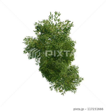 tree top view plant landscape architecture nature garden aerial render. trees branch isolate collection illustration environment green botany urban bush park. tree architecture conifer decorative. tree top view plant landscape architecture nature garden aerial render. trees branch isolate collection illustration environment green botany urban bush park. tree architecture conifer decorative. 117231666